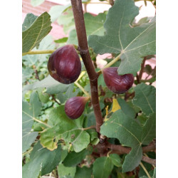 Red Lebanese (Bekaa Valley)