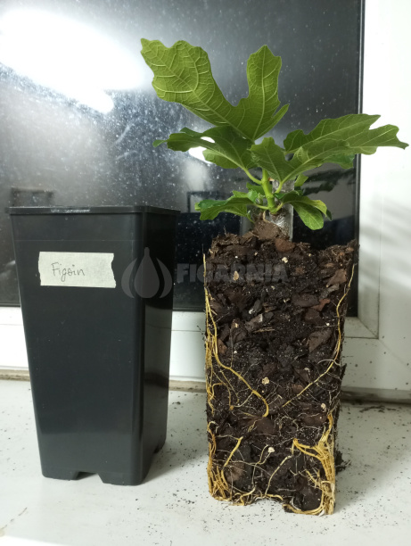 A successfully rooted fig cutting, ready to be up-potted.