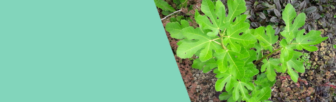 Smith fig growing in the garden